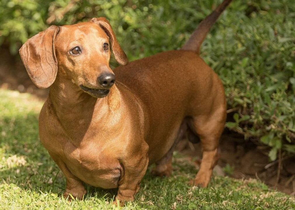 #6. Dachshund